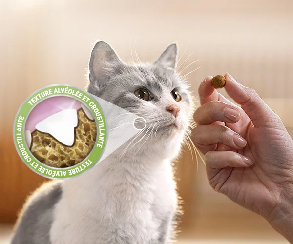 Bouchées Dentalife au saumon - Friandises bucco-dentaires pour chat – Image 3