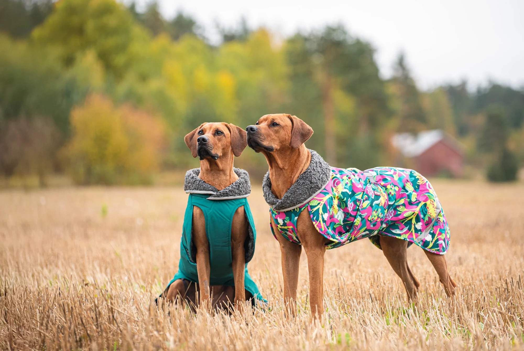 Pomppa Toppa manteau imperméable doublé pour chien Sky – Image 2