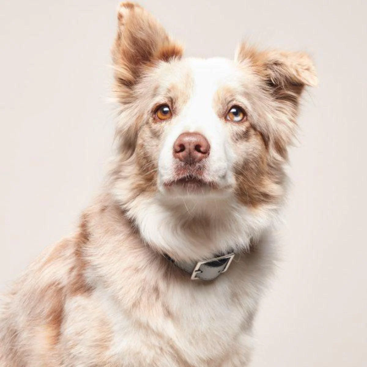 Collier végan pour chien très original – Image 3