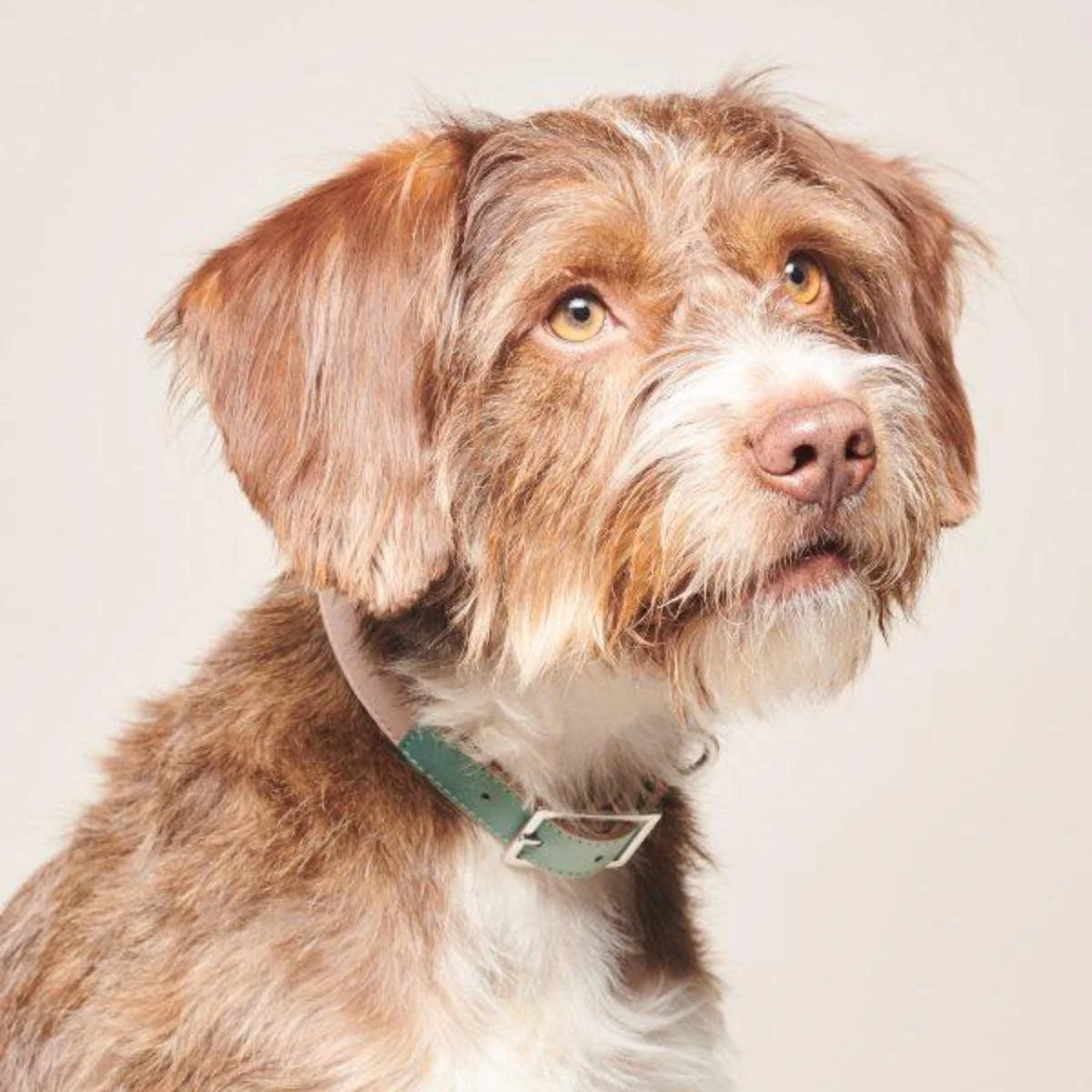 Collier végan pour chien très original – Image 2