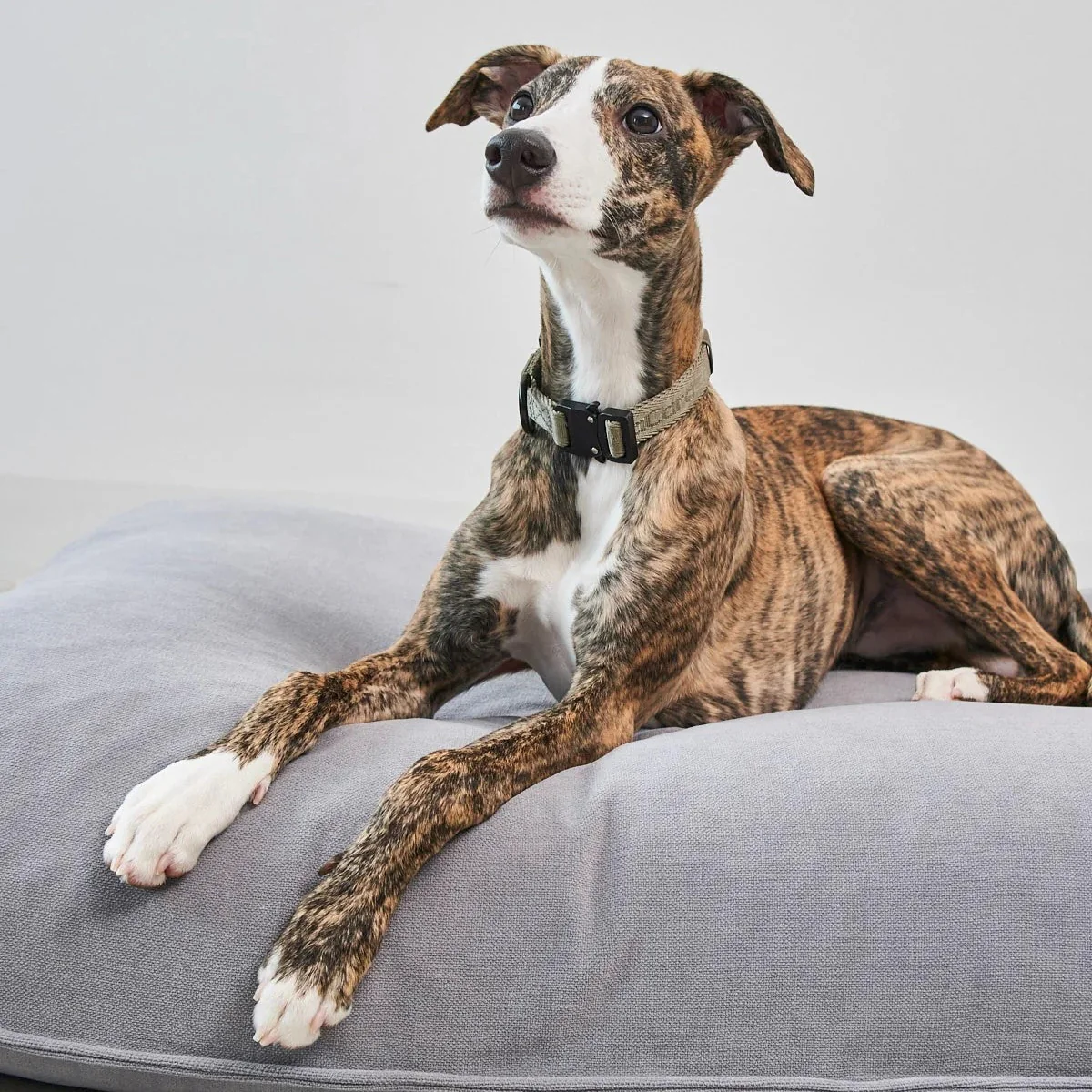 Housse de coussin pour chien - COMODO – Image 6