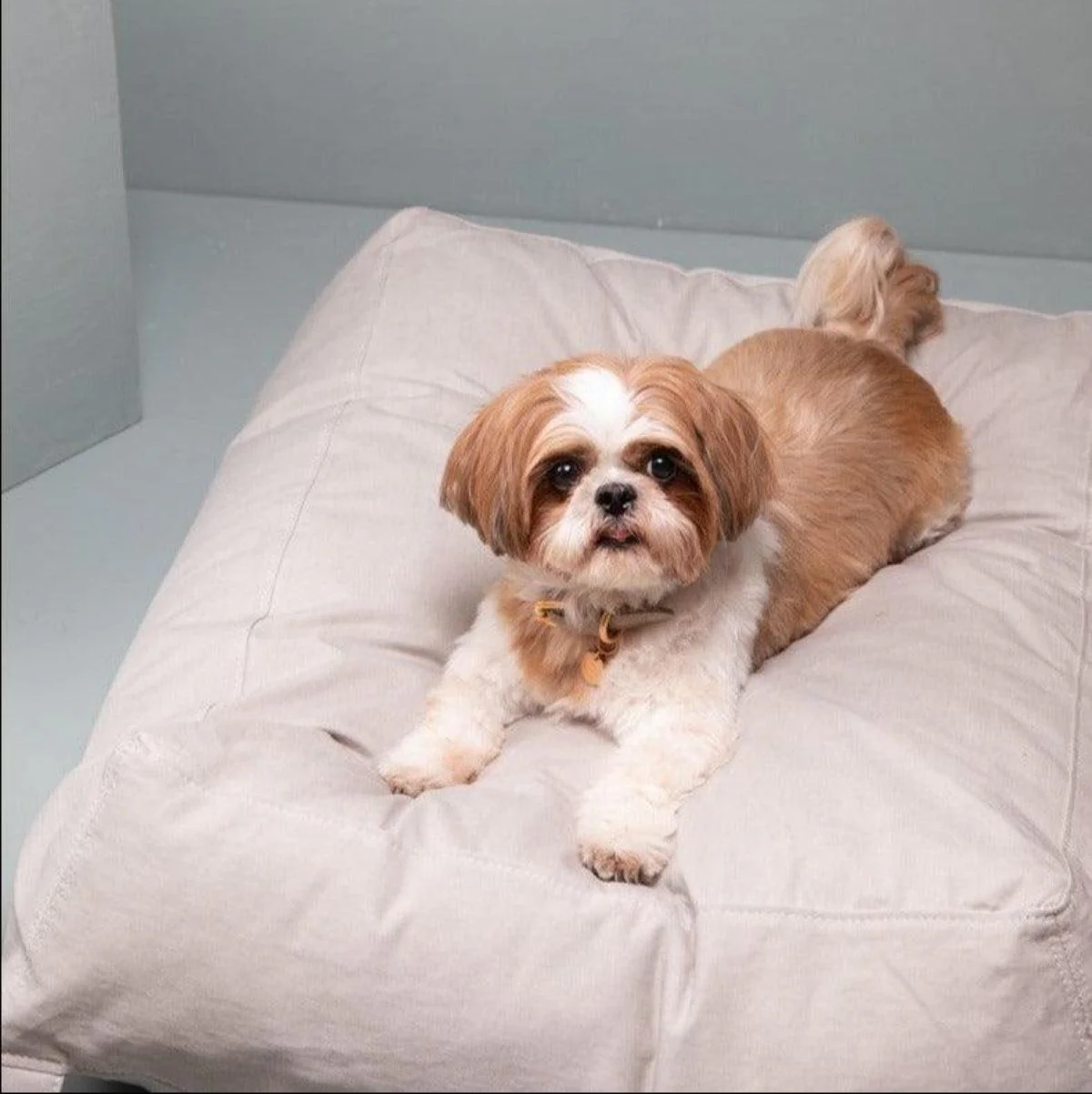 Coussin pour chien lessivable - YOUSUF DRILL – Image 7