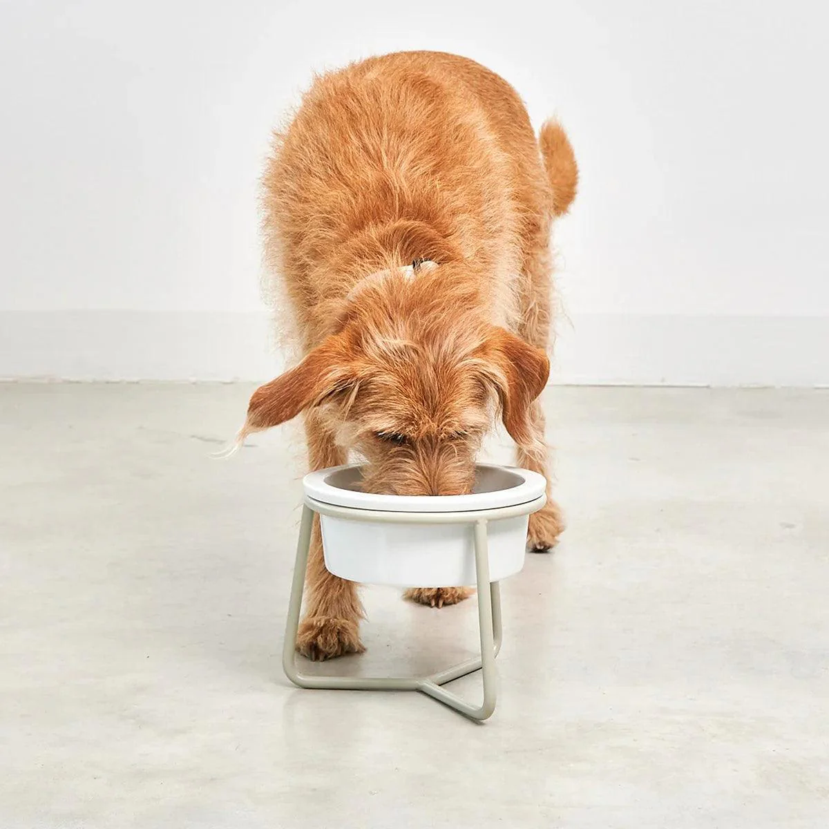 Gamelle pour chien en porcelaine - PRANZO – Image 4
