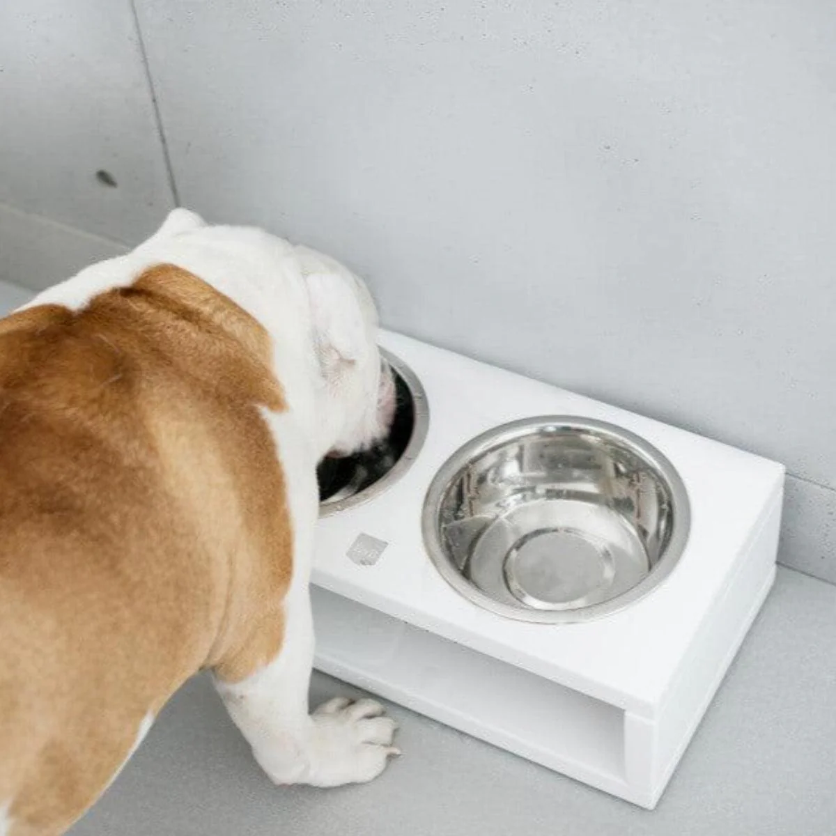 Gamelle pour chien originale - DELI – Image 5