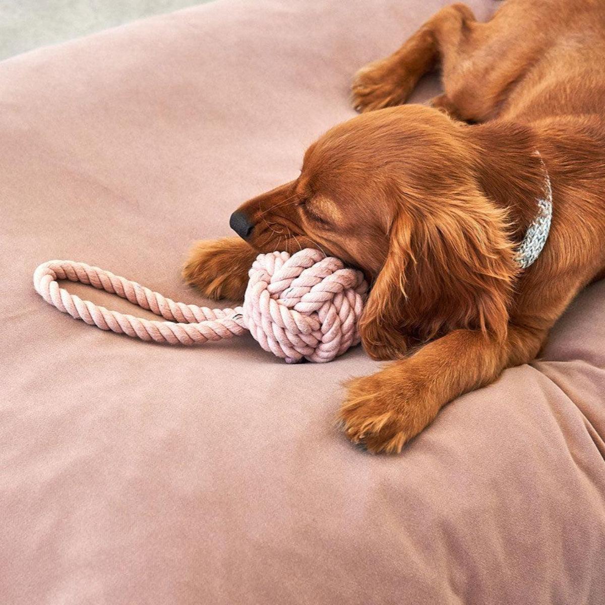 Jouet pour chien en corde de coton (lot de 3) - NODO – Image 7